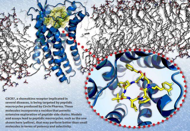CXCR7受體，Circle公司大環(huán)肽化合物開發(fā)平臺的靶點之一